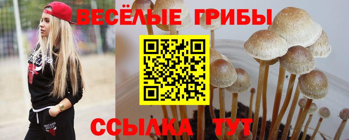 Галлюциногенные грибы Cubensis Егорьевск